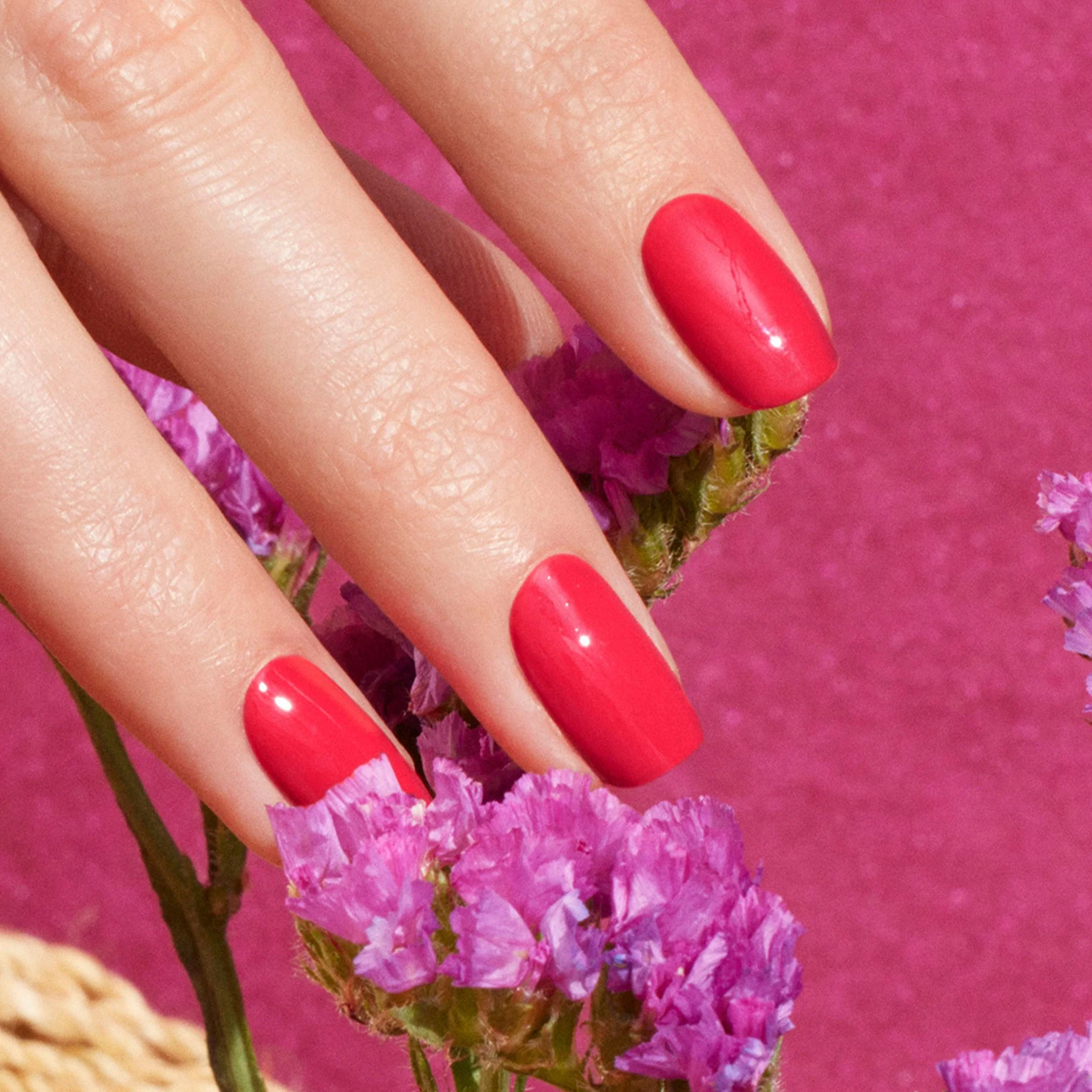 Bougainvillea - Image 2