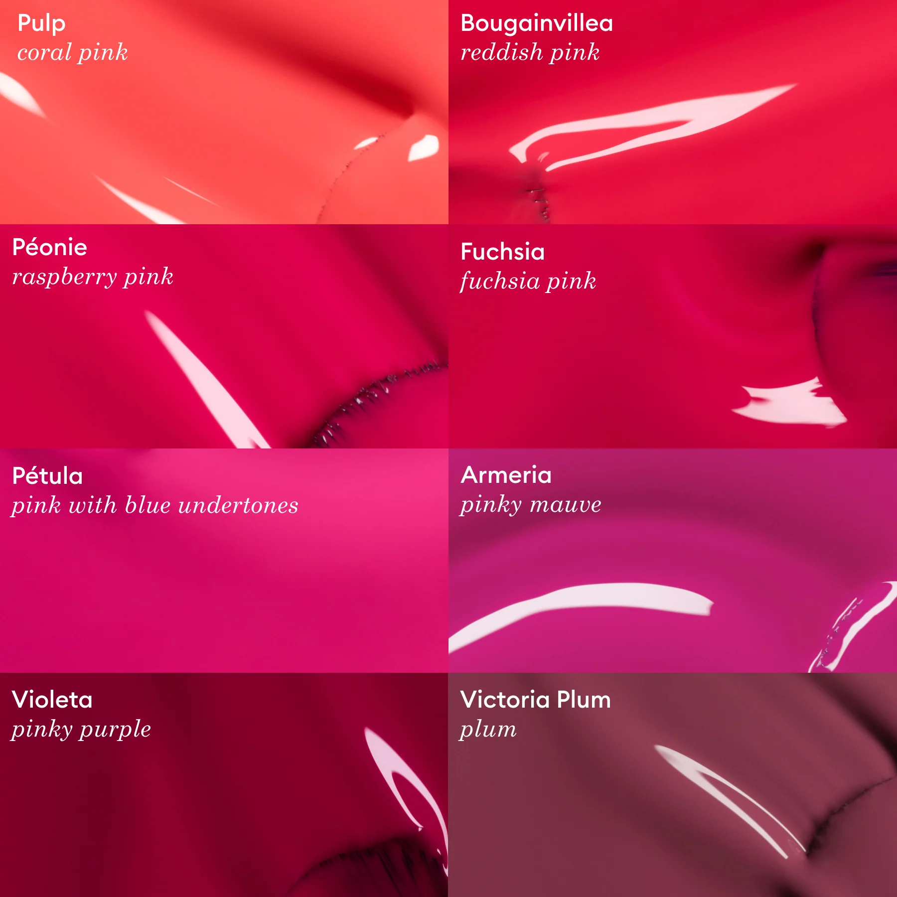 Fuchsia - Image 4