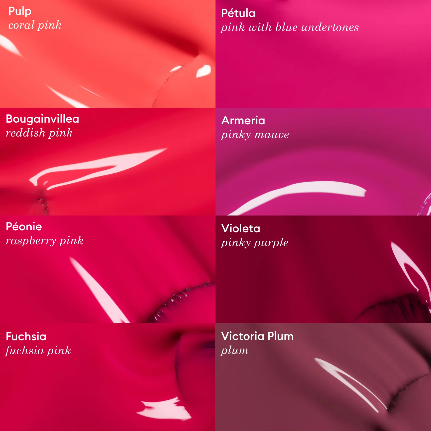 Fuchsia - Image 4