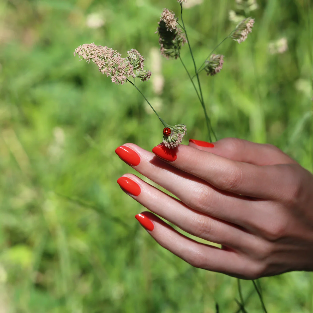 Red Coral - Image 8